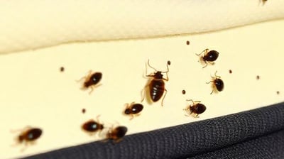 bedbugs crawling all over a mattress