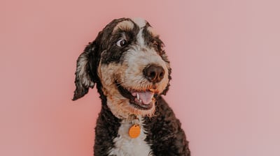 Maple, a bernedoodle female dog, sitting on a pink background