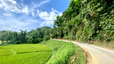a road and a rice field