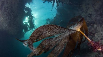 Laminaire rugueuse - Laminaria hyperborea