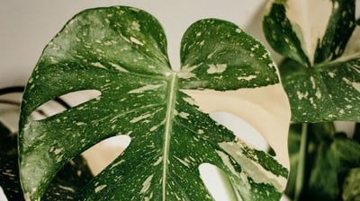 Monstera Thai Constellation