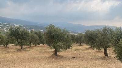Oliviers libanais