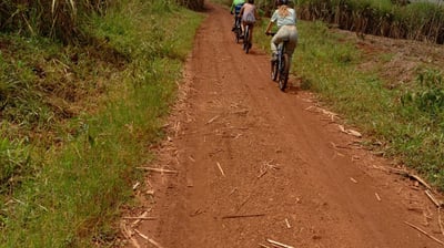 Cycling in Sugar canes in Jinja