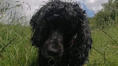 a black dog with a red collar and a red collared collared collared