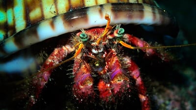 Hermit crab at Clube Naval Dive site
