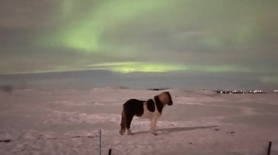 Aurora borealis or  Northern Lights near Selfoss, Iceland