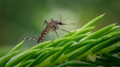 a mosquito fly insect on a plant with green leaves