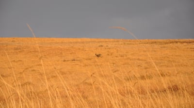 Vulture feeding project, Golden Gate Highlands National Park, South Africa