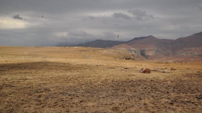 Vulture feeding project, Golden Gate Highlands National Park, South Africa