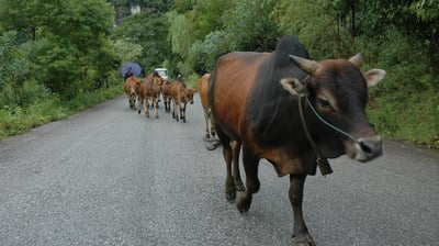 oxen at traditional farm in Yangshuo County, near the river Li, China