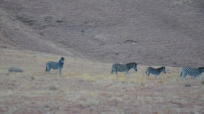 Vulture feeding project, Golden Gate Highlands National Park, South Africa