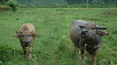 oxen at traditional farm in Yangshuo County, near the river Li, China