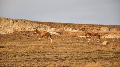 Vulture feeding project, Golden Gate Highlands National Park, South Africa