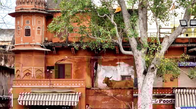 a cow is standing in the balcony of a terracotta pink building in the pink city of jaipur in india