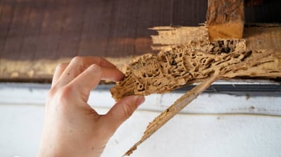 Termite Control