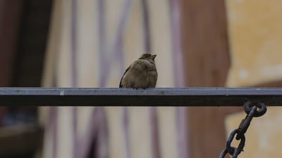 Petit oiseau au Mont-Saint-Michel