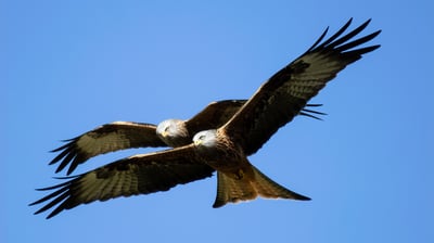 Red Kite Gigrin Farm Red Kite Centre Wales
