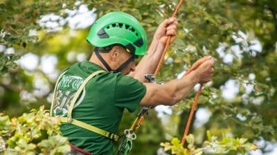 élagage cotes d'armor, la scierie scie près de l'arbre élague vos arbres