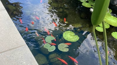 a backyard fish pond after construction