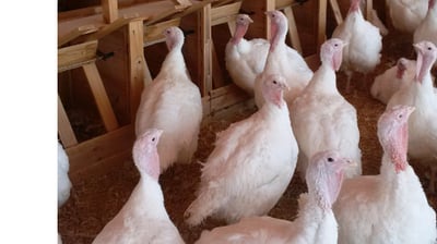 a flock of turkeys in a barnyard