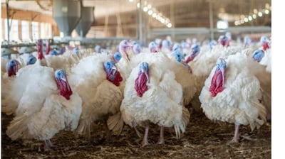 a flock of turkeys in a barnyard