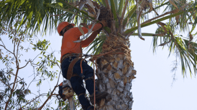 Palm Tree Service