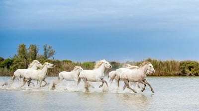 Wild white horses running in Camargue – nature tour from Marseille Airport