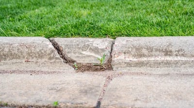 a plant growing out of a crack in the concrete kerb