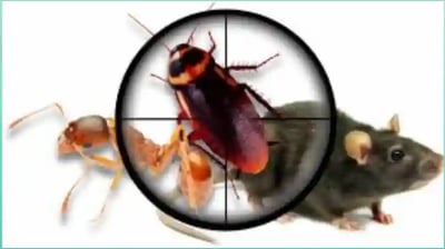 Various of insects and rodents Pest Control required near me