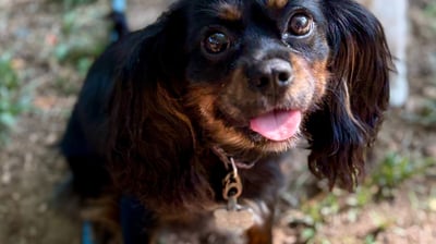 a beautiful dog is sitting on the ground with a leash
