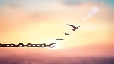 envol oiseaux libération