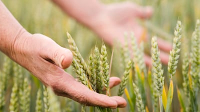 um homem passando as mãos no campo de trigo 