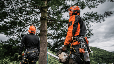 Tree Removal