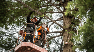 Tree Trimming