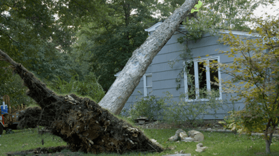 Emergency Tree Service