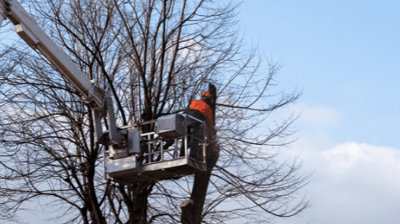 Tree Pruning