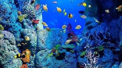 Socotra diving and snorkeling