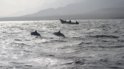 socotra dolphins tour
