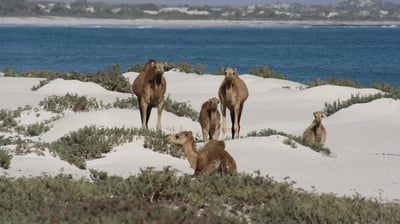 Socotra guide