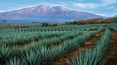Tour a tequila desde morelia