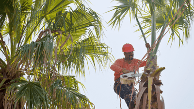 Palm Tree Trimming