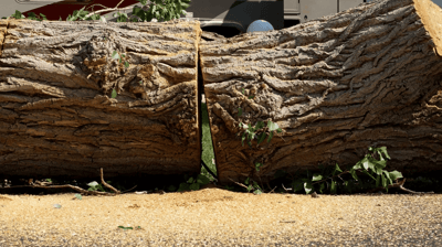 Tree Removal