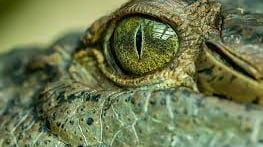eyes cocodrilo