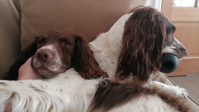 house sitting, springer spaniels, somerset, england, 
