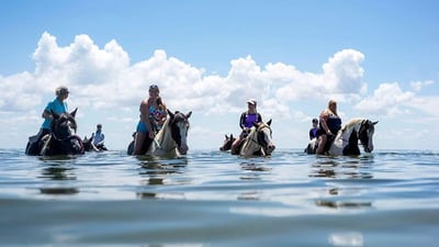 ami-beach-horses