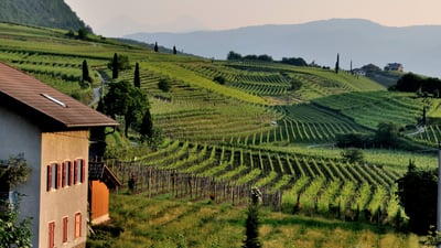 Azienda vitivinicola bio