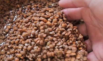 lentilles de cilaos