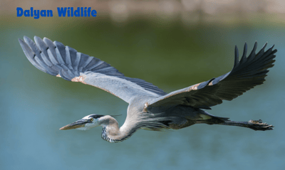 a bird flying over a body of water