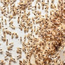 termite swarm