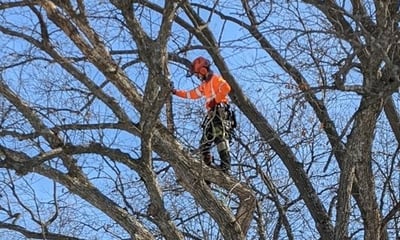 Ben performs a pruning limb walk